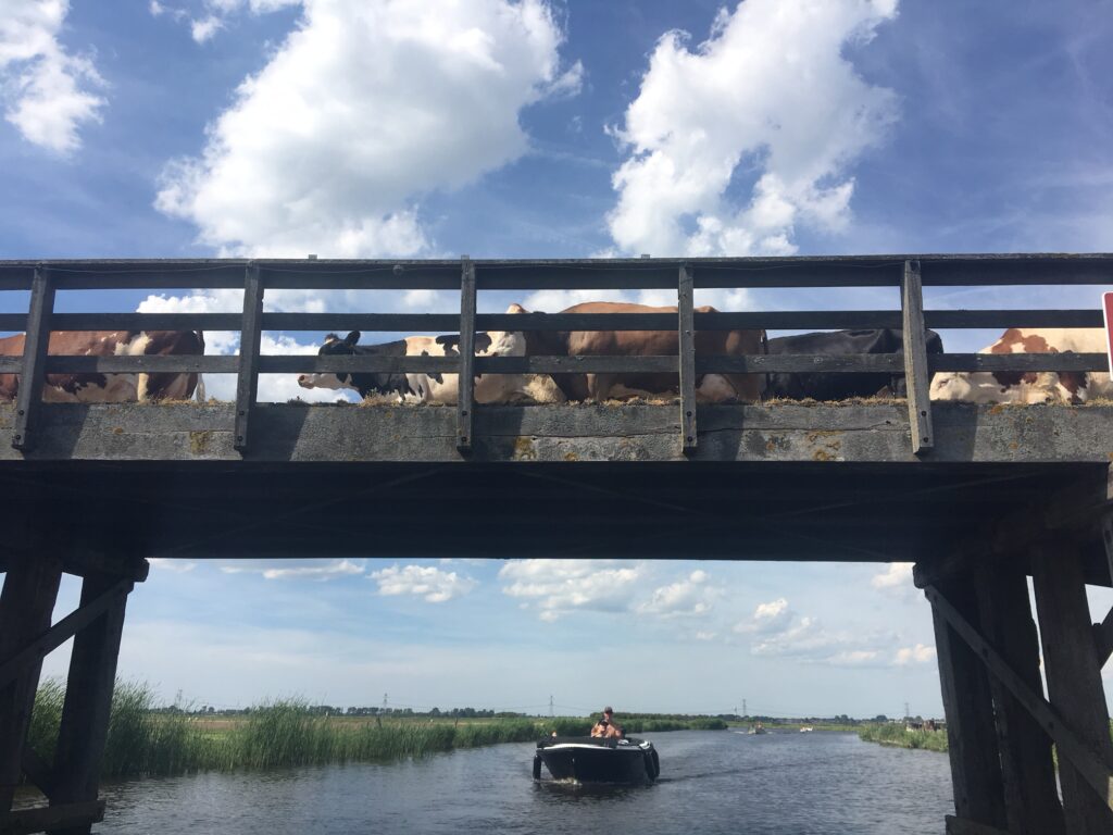 2019-juni-De koeien op de loopbrug in het achterland bij boer schrikker